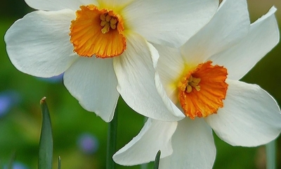 KARABURUN NERGİS FESTİVALİ