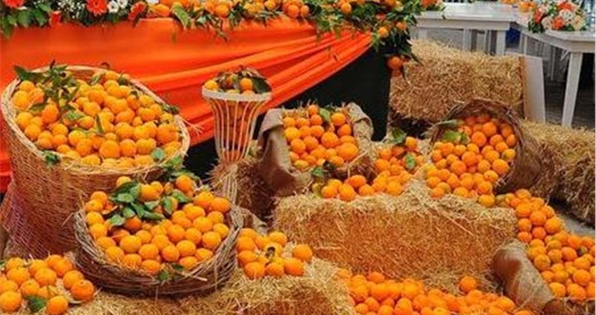 MANDALİNA FESTİVALİ SEFERİHİSAR