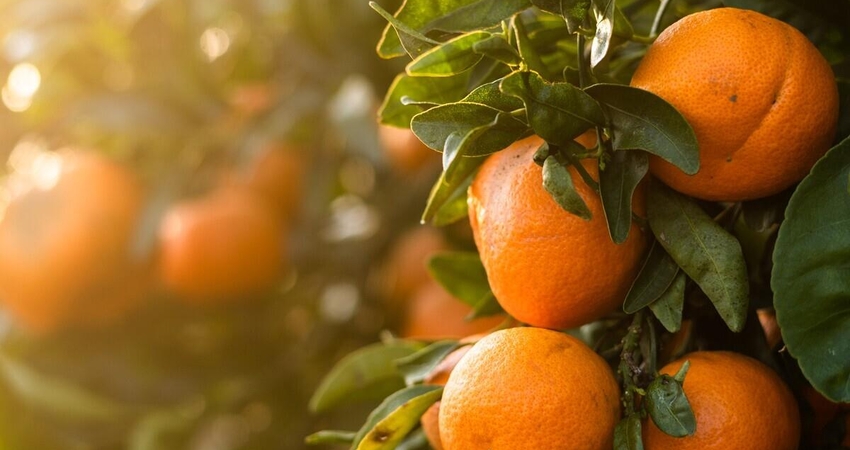 MANDALİNA FESTİVALİ SEFERİHİSAR