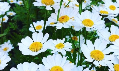 GÜNÜBİRLİK BERGAMA PAPATYA FESTİVALİ