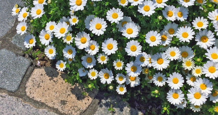 GÜNÜBİRLİK BERGAMA PAPATYA FESTİVALİ